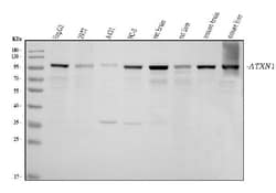 Invitrogen Ataxin 1 Monoclonal Antibody (2B13G8) 100 &mu;g; Unconjugated:Antibodies,