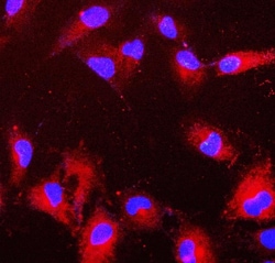 Invitrogen PRDX6 Monoclonal Antibody (6I8) 100 &mu;g; Unconjugated:Antibodies,