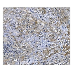 Invitrogen PRDX6 Monoclonal Antibody (6I8) 100 &mu;g; Unconjugated:Antibodies,