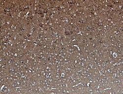 PP2A alpha Monoclonal Antibody (3B6), Invitrogen 100 &mu;g; Unconjugated:Antibodies,