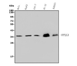 PP2A alpha Monoclonal Antibody (3B6), Invitrogen 100 &mu;g; Unconjugated:Antibodies,