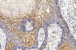 Invitrogen Cytochrome P450 Reductase Monoclonal Antibody (7F5) 100 &mu;g;