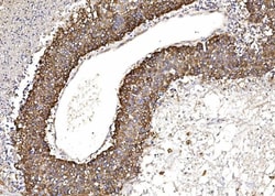 Invitrogen Cytochrome P450 Reductase Monoclonal Antibody (7F5) 100 &mu;g;