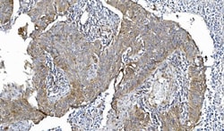 Invitrogen Cytochrome P450 Reductase Monoclonal Antibody (7F5) 100 &mu;g;