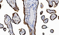Invitrogen Cytochrome P450 Reductase Monoclonal Antibody (7F5) 100 &mu;g;