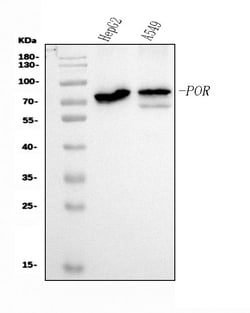 Invitrogen Cytochrome P450 Reductase Monoclonal Antibody (7F5) 100 &mu;g;