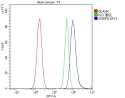 Invitrogen SNRPN Monoclonal Antibody (6F12) 100 &mu;g; Unconjugated:Antibodies,