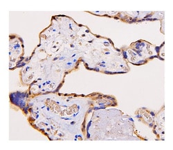 Invitrogen ADK Monoclonal Antibody (7F4) 100 &mu;g; Unconjugated:Antibodies,