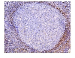 Invitrogen ADK Monoclonal Antibody (7F4) 100 &mu;g; Unconjugated:Antibodies,