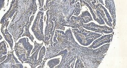 Invitrogen APPL1 Monoclonal Antibody (5G11) 100 &mu;g; Unconjugated:Antibodies,