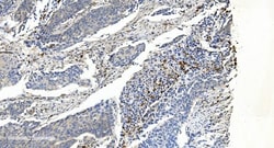 Invitrogen APPL1 Monoclonal Antibody (5G11) 100 &mu;g; Unconjugated:Antibodies,