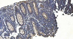 Invitrogen APPL1 Monoclonal Antibody (5G11) 100 &mu;g; Unconjugated:Antibodies,