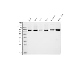 Invitrogen APPL1 Monoclonal Antibody (5G11) 100 &mu;g; Unconjugated:Antibodies,