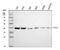 Invitrogen PCBP2 Monoclonal Antibody (4B9C7) 100 &mu;g | Buy Online | Invitrogen&trade; | Fisher Scientific