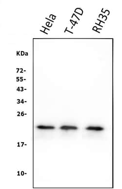 Invitrogen&trade;&nbsp;HSPB8 Monoclonal Antibody (7D8)