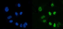 Invitrogen CtBP2 Monoclonal Antibody (10E9D2) 100 &mu;g; Unconjugated:Antibodies,