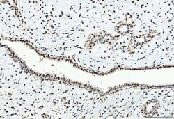 Invitrogen CtBP2 Monoclonal Antibody (10E9D2) 100 &mu;g; Unconjugated:Antibodies,