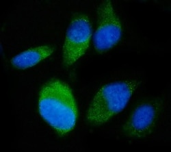 Invitrogen SND1 Monoclonal Antibody (6G3B4) 100 &mu;g; Unconjugated:Antibodies,