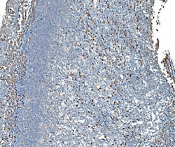 Invitrogen SND1 Monoclonal Antibody (6G3B4) 100 &mu;g; Unconjugated:Antibodies,