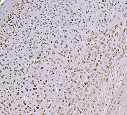 Invitrogen SND1 Monoclonal Antibody (6G3B4) 100 &mu;g; Unconjugated:Antibodies,
