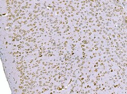 Invitrogen SND1 Monoclonal Antibody (6G3B4) 100 &mu;g; Unconjugated:Antibodies,