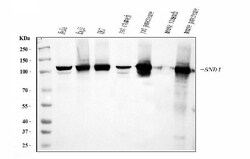 Invitrogen SND1 Monoclonal Antibody (6G3B4) 100 &mu;g; Unconjugated:Antibodies,