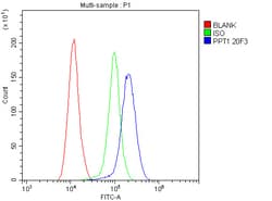 Invitrogen PPT1 Monoclonal Antibody (10F3) 100 &mu;g; Unconjugated:Antibodies,