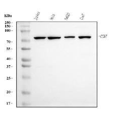 Invitrogen Cyclin T1 Monoclonal Antibody (3B7) 100 &mu;g; Unconjugated:Antibodies,