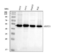 Invitrogen RCC1 Monoclonal Antibody (7B5D2) 100 &mu;g | Buy Online | Invitrogen&trade; | Fisher Scientific