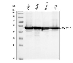 Invitrogen RCC1 Monoclonal Antibody (6B11E7) 100 &mu;g; Unconjugated:Antibodies,