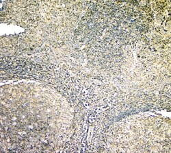 Invitrogen AIP Monoclonal Antibody (10G8) 100 &mu;g | Buy Online | Invitrogen&trade; | Fisher Scientific