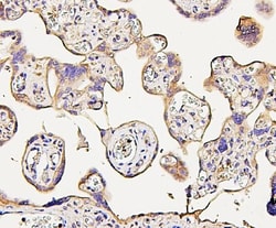 Invitrogen NMI Monoclonal Antibody (2F3) 100 &mu;g; Unconjugated:Anticorps,