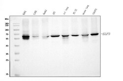 Invitrogen ELP3 Monoclonal Antibody (8B4) 100 &mu;g; Unconjugated:Antibodies,