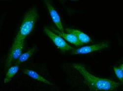Invitrogen GSDMD Monoclonal Antibody (6D11) 100 &mu;g; Unconjugated:Antibodies,