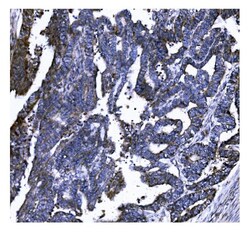Invitrogen GSDMD Monoclonal Antibody (6D11) 100 &mu;g; Unconjugated:Antibodies,