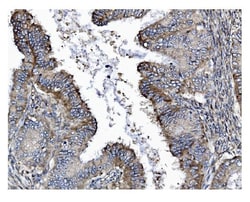 Invitrogen GSDMD Monoclonal Antibody (6D11) 100 &mu;g; Unconjugated:Antibodies,