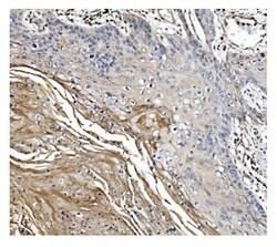 Invitrogen GSDMD Monoclonal Antibody (6D11) 100 &mu;g; Unconjugated:Antibodies,