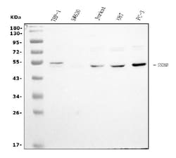 Invitrogen GSDMD Monoclonal Antibody (6D11) 100 &mu;g; Unconjugated:Antibodies,