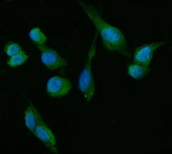 Invitrogen HSD3B1 Monoclonal Antibody (3F3C/7F9C8) 100 &mu;g; Unconjugated:Antibodies,
