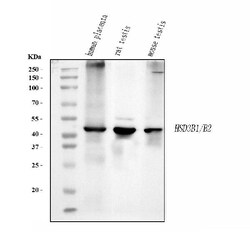 Invitrogen HSD3B1 Monoclonal Antibody (3F3C/7F9C8) 100 &mu;g; Unconjugated:Antibodies,