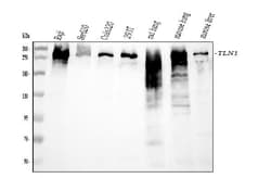 Invitrogen Talin 1 Monoclonal Antibody (2G10D2) 100 &mu;g; Unconjugated:Antibodies,