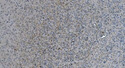 Invitrogen MAG Monoclonal Antibody (2G11) 100 &mu;g; Unconjugated:Antibodies,