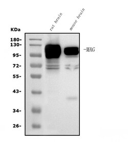Invitrogen MAG Monoclonal Antibody (2G11) 100 &mu;g; Unconjugated:Antibodies,