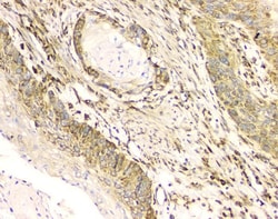 Invitrogen Cyclophilin B Monoclonal Antibody (11C11) 100 &mu;g; Unconjugated:Antibodies,