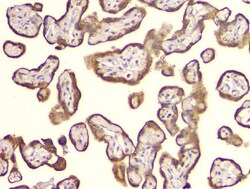 Invitrogen Cyclophilin B Monoclonal Antibody (11C11) 100 &mu;g; Unconjugated:Antibodies,