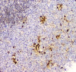 Invitrogen Cyclophilin B Monoclonal Antibody (11C11) 100 &mu;g; Unconjugated:Antibodies,
