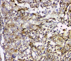 Invitrogen Cyclophilin B Monoclonal Antibody (11C11) 100 &mu;g; Unconjugated:Antibodies,