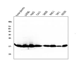 Invitrogen Cyclophilin B Monoclonal Antibody (11C11) 100 &mu;g; Unconjugated:Antibodies,