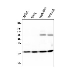 Invitrogen Cyclophilin B Monoclonal Antibody (11C11) 100 &mu;g; Unconjugated:Antibodies,