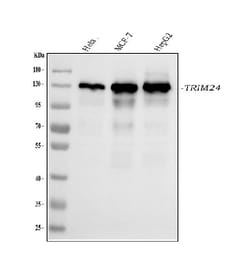 Invitrogen TRIM24 Monoclonal Antibody (4G6C2) 100 &mu;g; Unconjugated:Antibodies,